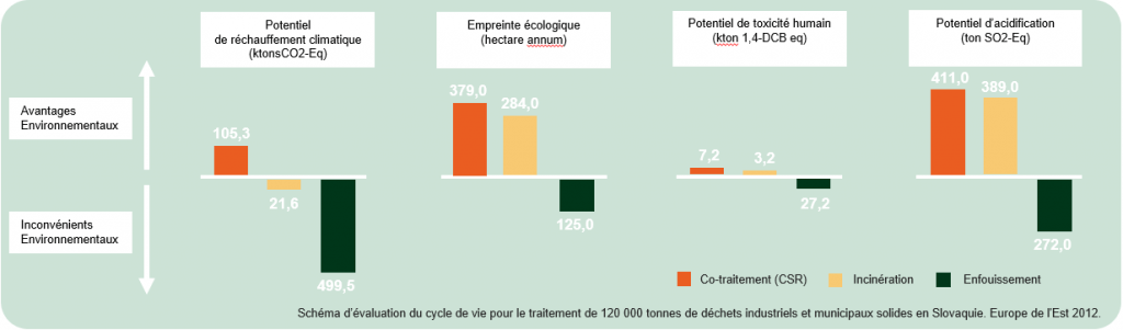 Coris cycle de vie