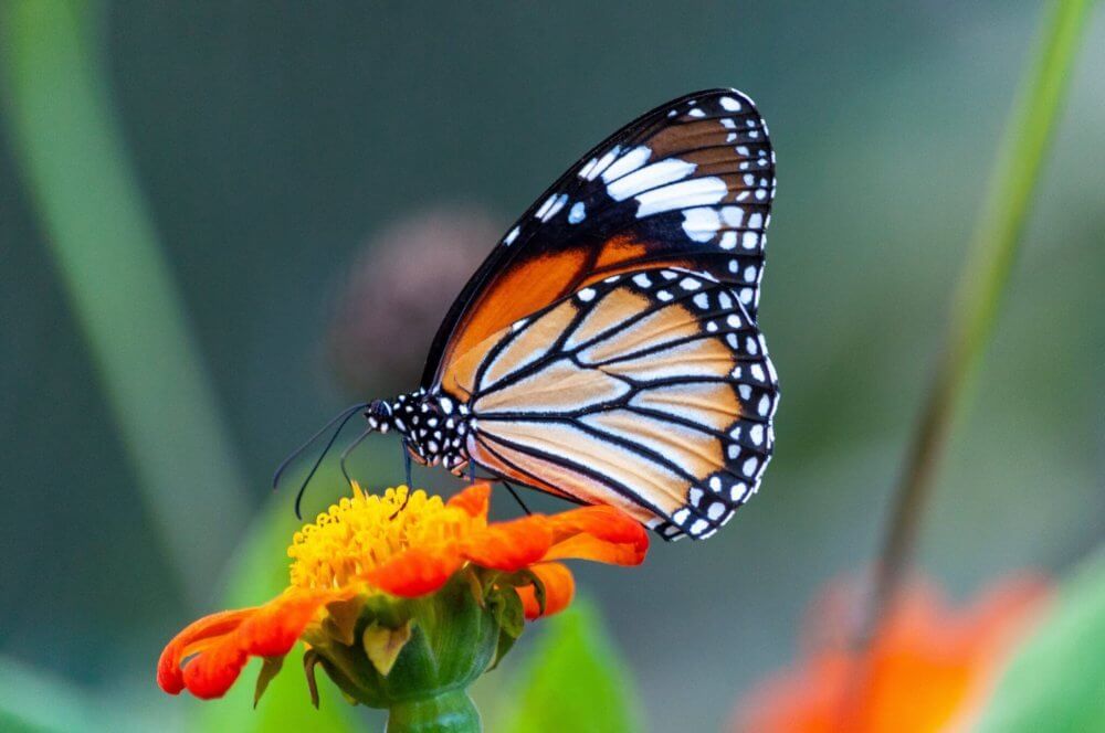 Papillon